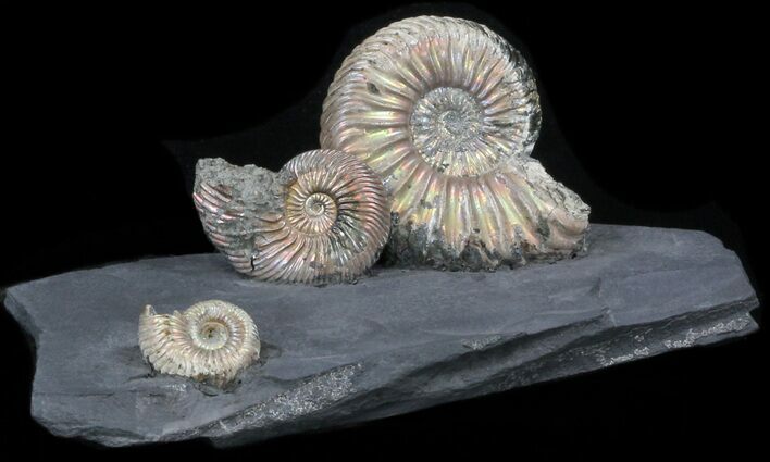 Iridescent Ammonite Fossils Mounted In Shale - x #38220